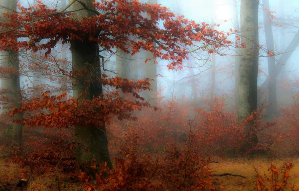 Autumn, forest, trees, branches, fog, Park, trunks, foliage