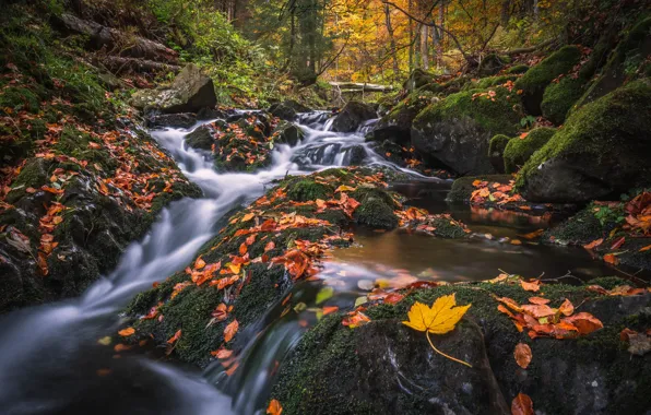 Autumn, forest, stream, stones, moss, cascade, fallen leaves