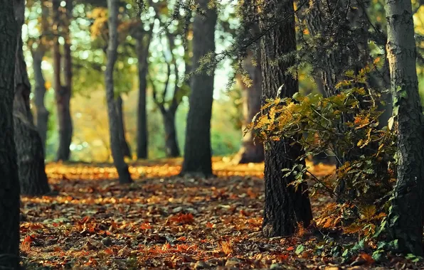 Picture autumn, forest, light, nature, bokeh