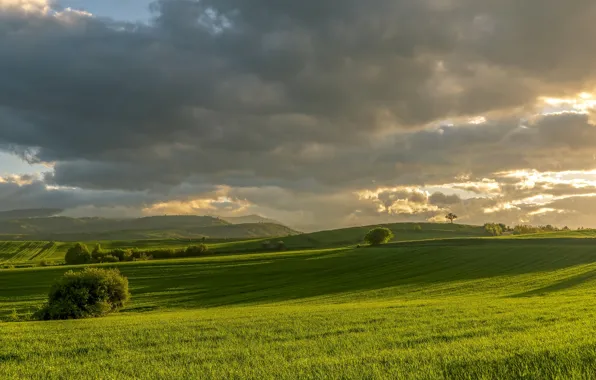 Wallpaper the sky, grass, greens, field