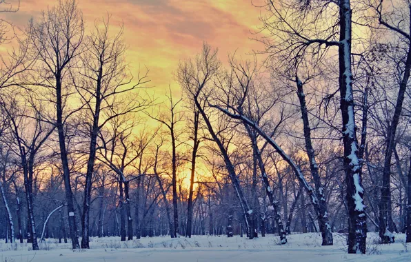 The sun, The sky, Nature, Trees, Forest, Stream, Landscape, Different