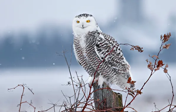 Picture winter, snow, branches, bird, stump, snowy owl