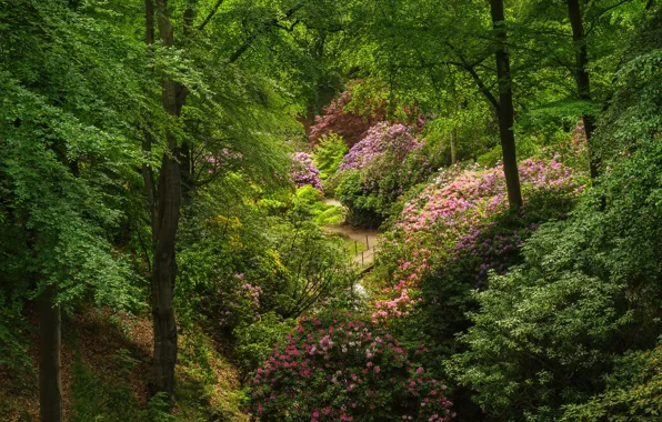 Picture greens, trees, bridge, pond, Park, Sweden, the bushes, rhododendrons