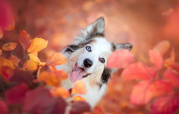 Autumn, language, look, pose, foliage, dog, face, the bushes