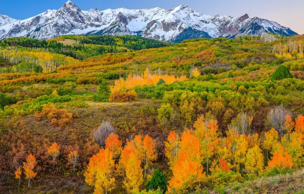 Autumn, trees, mountains, slope, Colorado, USA, Aspen