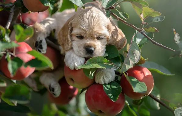 Picture branches, apples, baby, puppy, Svetlana Pisareva
