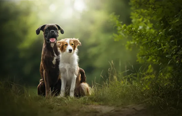 Nature, two dogs, Sunny, Tini