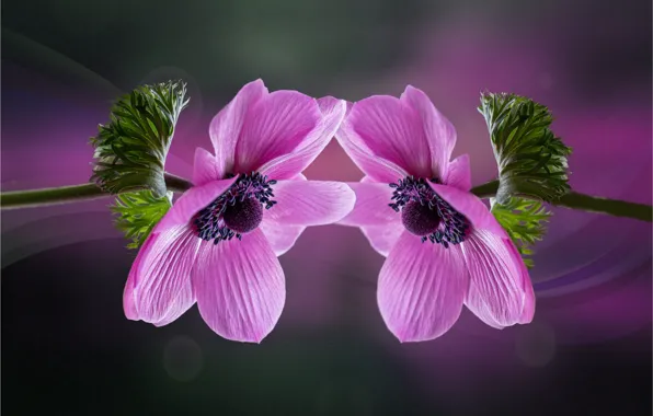 Leaves, flowers, reflection, background, stems, pink, Duo, lilac