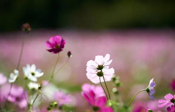 Field, flowers, white, kosmeya, rosavin