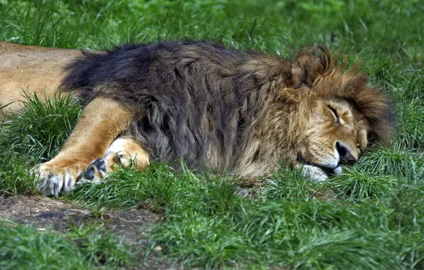 Cat, grass, stay, sleep, Leo