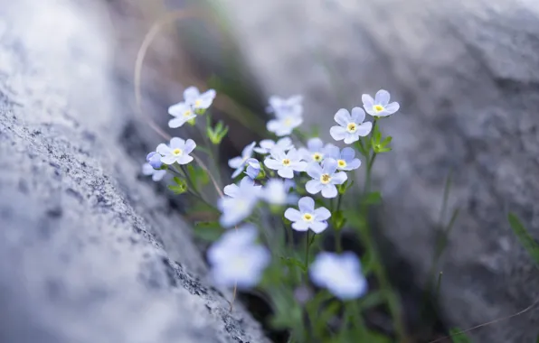 Flowers, nature, spring