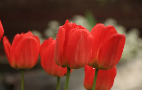 Picture greens, macro, flowers, red, spring, tulips