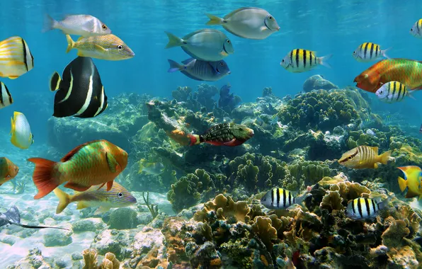 Picture fish, coral, coral reef, exotic, cozumel, coral reef fish, exotic fish