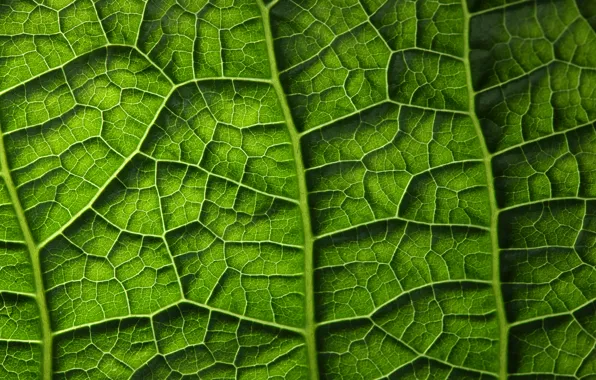 Green, leaf, plant