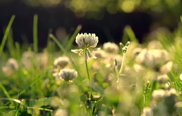 Summer, nature, clover