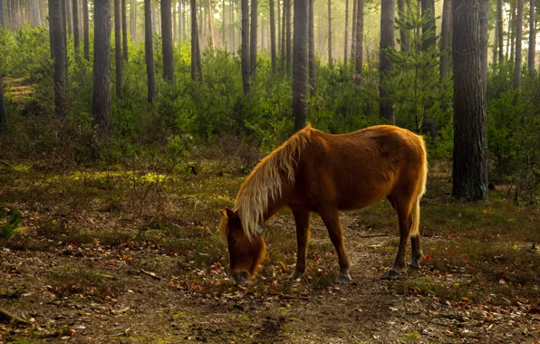 Autumn, forest, trees, horse, foliage, horse, grazing