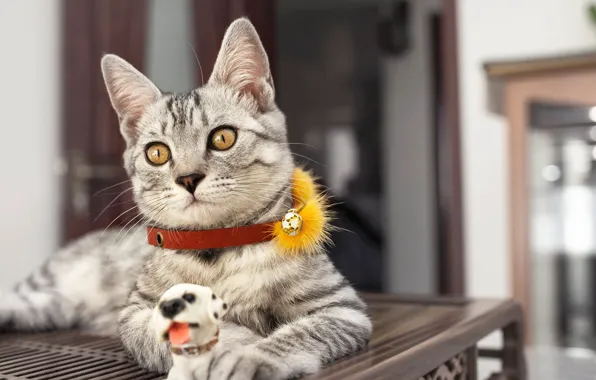 Cat, bench, kitty, room, toy, furniture, dog, lies