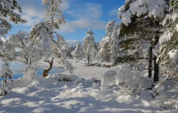 Winter, snow, trees, Norway, Norway, Hedmark County, Nordset
