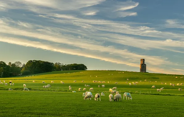 Greens, field, forest, the sky, clouds, light, castle, sheep
