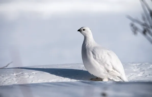 Winter, white, snow, background, bird, shadow, partridge