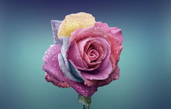 Picture drops, Rosa, paint, rose, petals