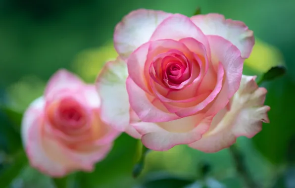 Macro, tenderness, roses, petals