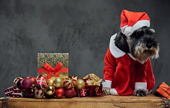 Face, balls, pose, box, gift, Board, dog, Christmas