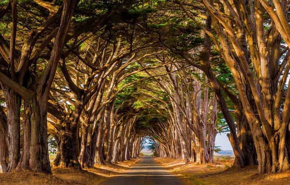 Picture trees, landscape, sunlight