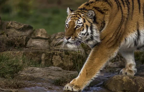 Tiger, paw, predator