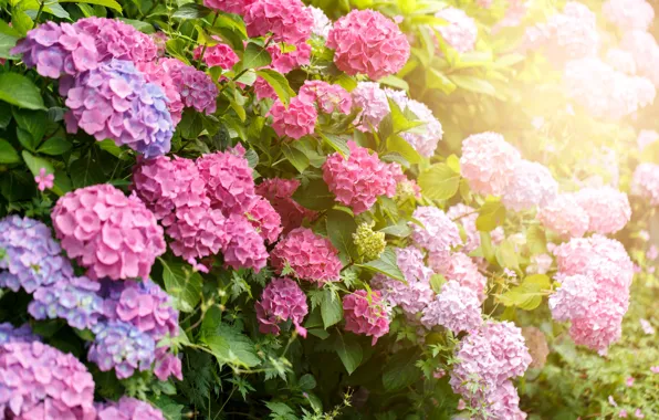 Leaves, light, flowers, Bush, garden, pink, flowering, the bushes