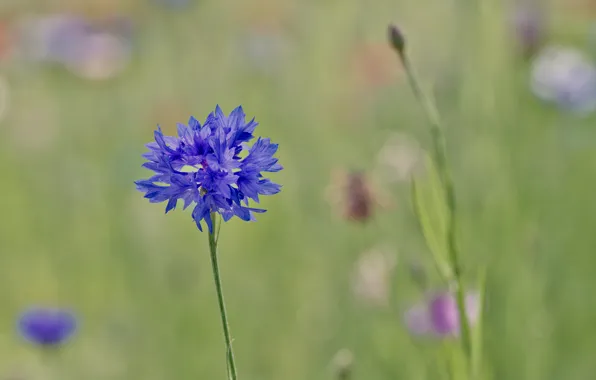 Picture macro, blue, focus, blur, Cornflower