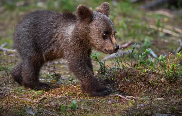 Nature, animal, predator, bear, cub, Alexander Perov