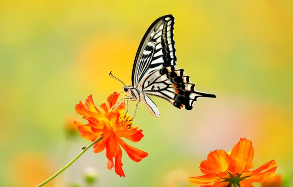 Macro, flowers, background, butterfly, kosmeya
