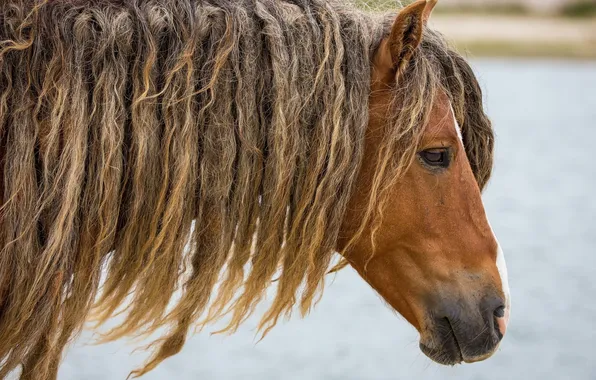 Picture face, horse, horse, head, hairstyle, mane, profile