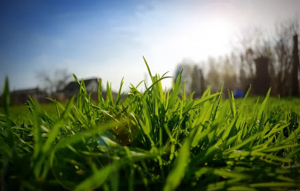 Picture greens, the sky, the sun, Grass, Blik