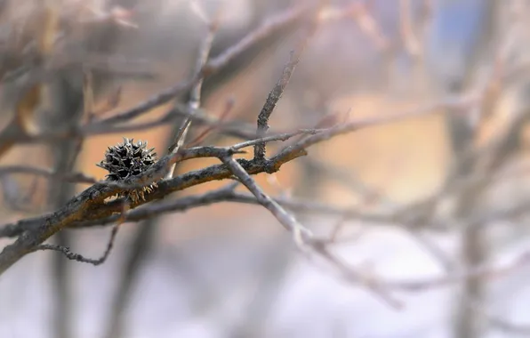 Macro, branches, nature