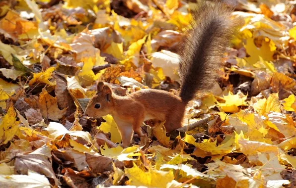 Picture autumn, leaves, protein, red, fluffy tail