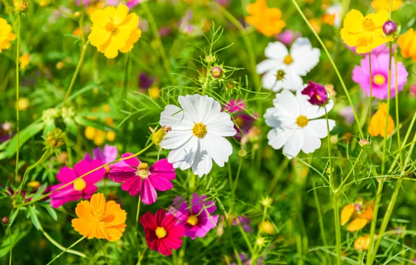 Field, summer, the sky, flowers, colorful, summer, pink, field