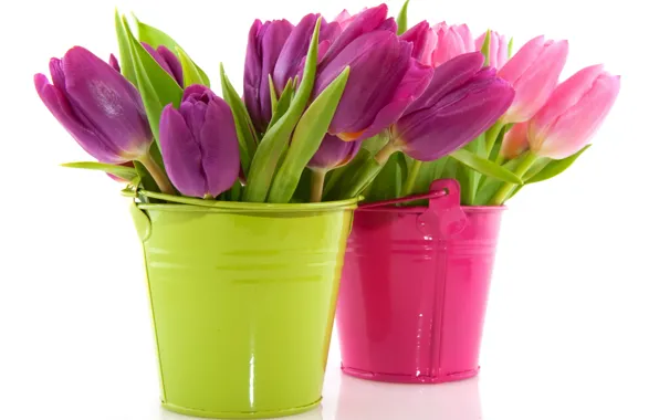 Picture flowers, tulips, pots, bucket