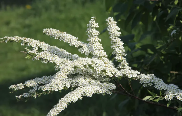 Flowers, background, Wallpaper, plant, Bush, village, white