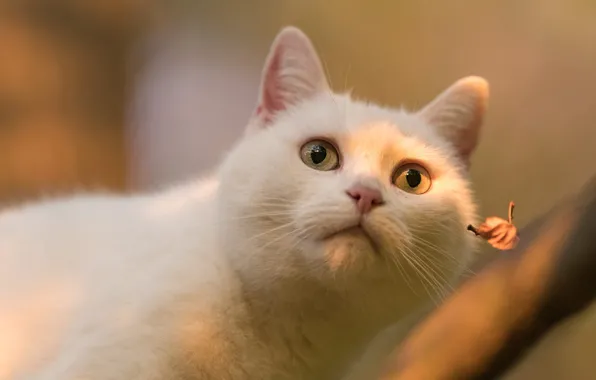 Picture autumn, cat, white, cat, look, face, light, branches