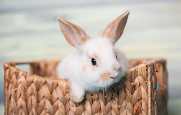 Basket, Rabbit, Baby