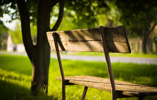 Picture greens, summer, leaves, the sun, rays, light, trees, bench