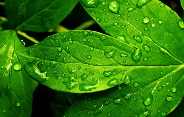 Greens, drops, sheet, Rosa