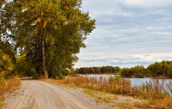 Picture road, trees, nature, lake, Nature, road, lake, tree