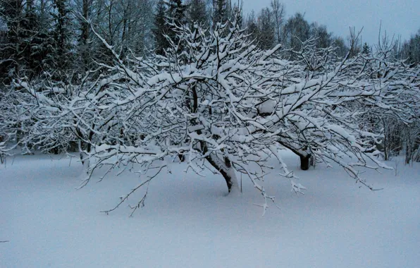 Cold, winter, snow, trees, branch, the evening, frost, Nature