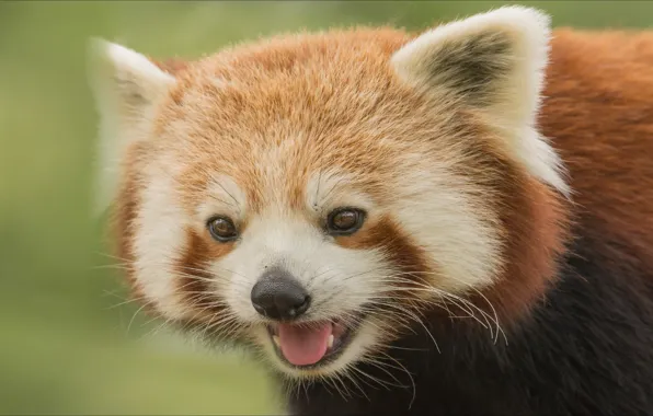 Look, smile, portrait, Panda, red Panda, smile, look, panda