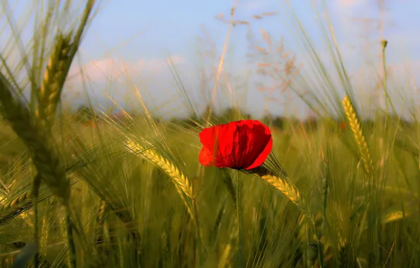 Picture field, summer, the sun, flowers, red, Mac, ears