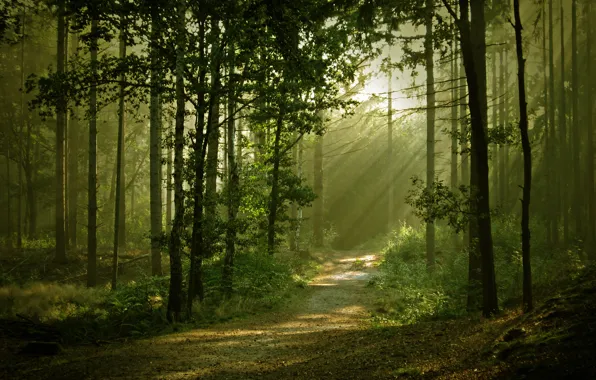 Picture forest, light, nature, trail