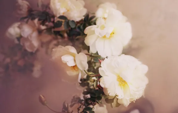 Picture flowers, branches, roses, briar, white